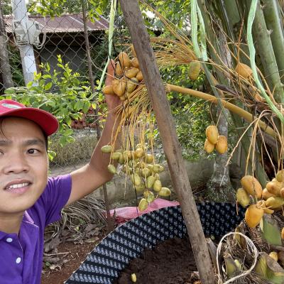 Chà là mô Barhee Vàng